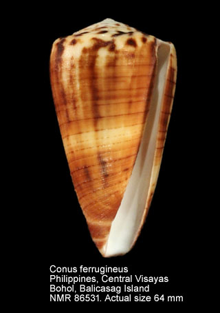 Conus ferrugineus (3).jpg - Conus ferrugineus Hwass in Bruguière,1792